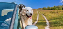 Einreisebestimmungen für Hunde nach Österreich