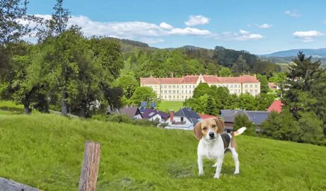Urlaub mit Hund im Lavanttal