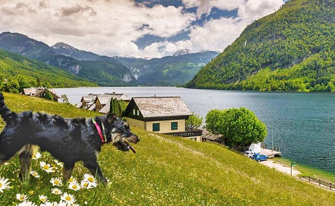 Urlaub mit Hund in der Steiermark