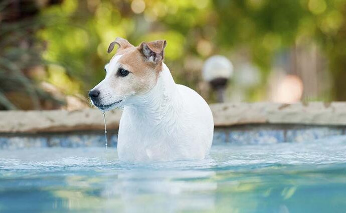 Ferienhaus mit Hund und Pool in Österreich