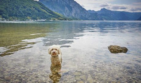 Ferienhäuser für Urlaub mit Hund in Österreich am See