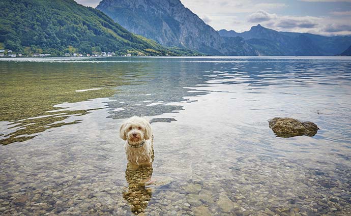 Ferienhäuser für Urlaub mit Hund in Österreich am See