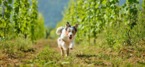 13 Ideen für Urlaub mit Hund auf dem Weingut