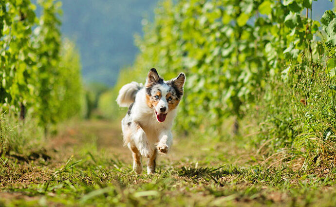 13 Ideen für Urlaub mit Hund auf dem Weingut