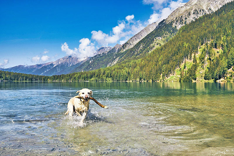 Urlaub mit Hund in Trentino-Südtirol Urlaub mit Hund in Trentino-Südtirol